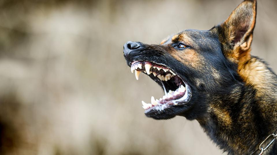 Exploring The Benefits Of Legal Expertise In Dog Bite Cases